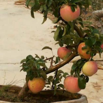 How to grow apple bonsai? what's the price?