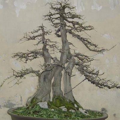 What is the price of the method of making tree stump bonsai?