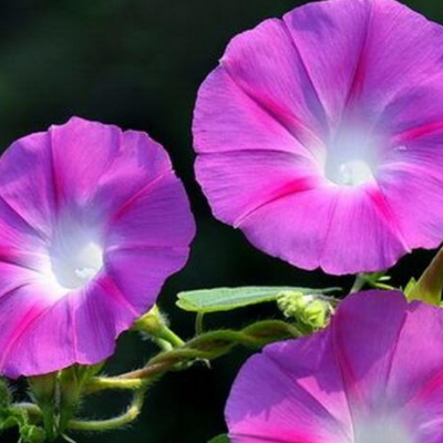 In what season is morning glory blooming? what kind of medicine do maggots kill?