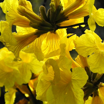 What is the difference between the culture method of Golden Bell and Forsythia suspensa?