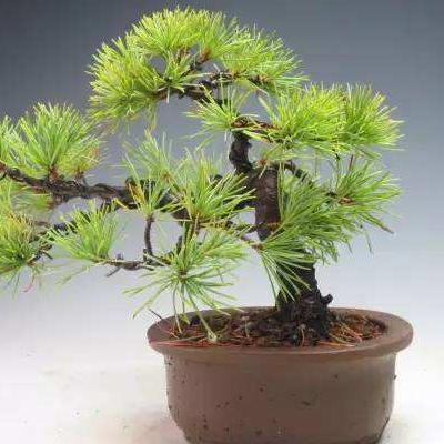 Culture methods and matters needing attention of Penglai pine what to do if the leaves turn yellow