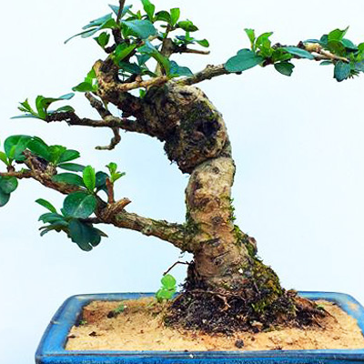 Does the method of making Fujian tea bonsai need to bask in the sun