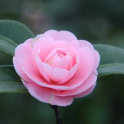 What's wrong with the loss of leaves in camellia varieties?