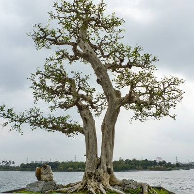 What is the price of Lingnan bonsai?