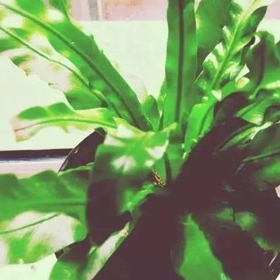 Can the breeding method of bird's nest fern be put in the bedroom?