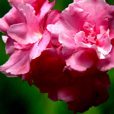 Does oleander smell poisonous? will you die if you drink it in water?