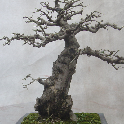 How much is the price of the production method of white wax bonsai