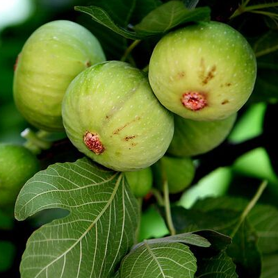 Can figs be planted on your doorstep? what medicine do you use for foot rot?