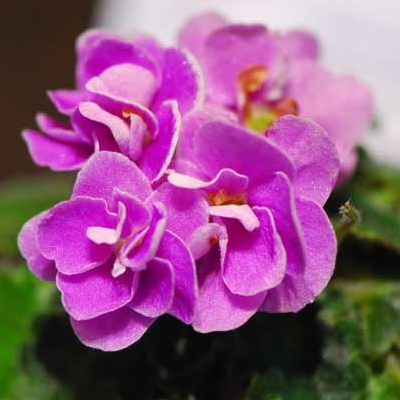 How long is the florescence of African violets? why don't they blossom?