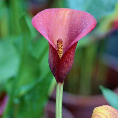 What are the differences between the culture methods of colored calla lilies and white palms