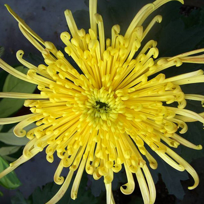 How to cut chrysanthemum in August?