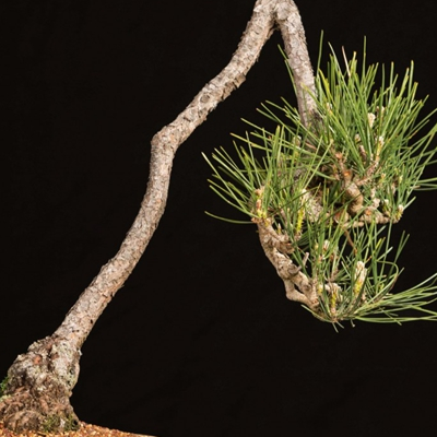 How much is the maintenance method of black pine bonsai?