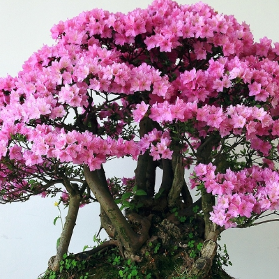 What is the method of making indoor bonsai to put feng shui?