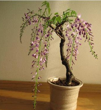 How to plant wisteria in pot before it blossoms for several years