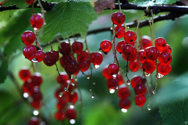 How to grow gooseberries? how much is a jin of gooseberries?