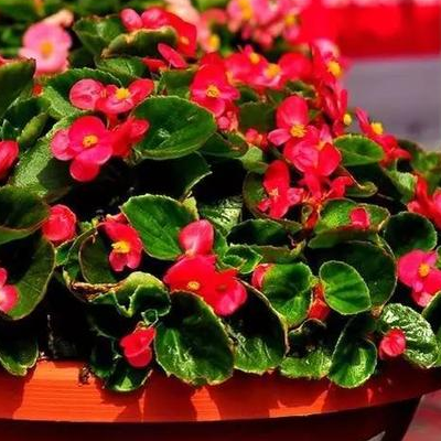 How to raise the flowering period and how much is the four Seasons Begonia