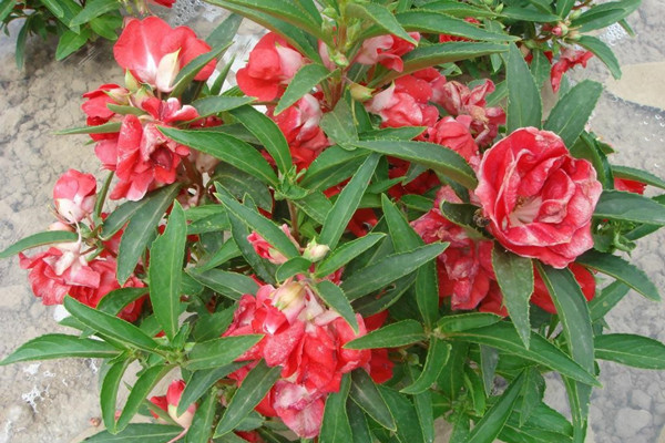 How to plant camellia impatiens seeds is impatiens?