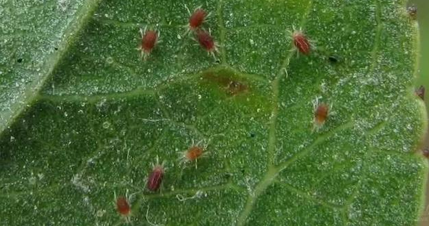 How to deal with red spider thistle whitefly? what kind of medicine should be used?