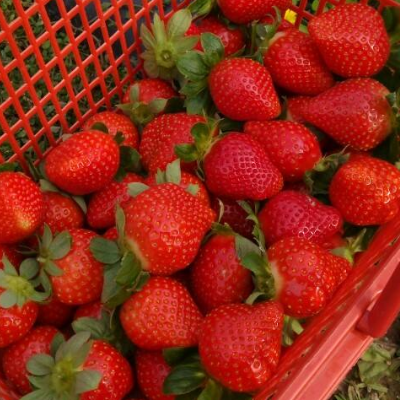 Planting techniques of Milk Strawberry what are the methods of pest control