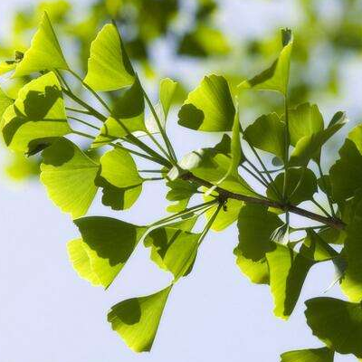 How to cut Ginkgo biloba and when to cut it