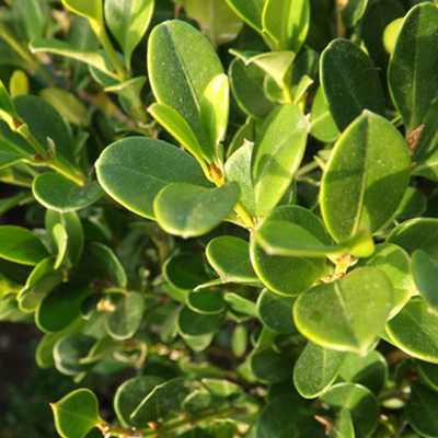 How to water and fertilize the production method of boxwood bonsai