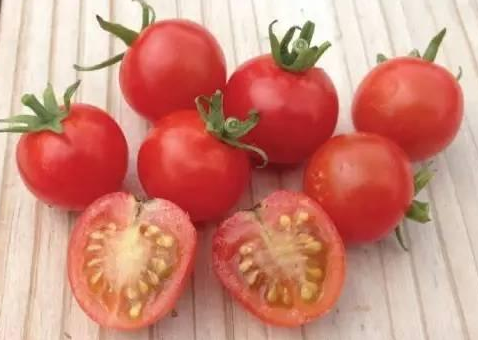 How do potted Little Tomato Seeds grow and bloom