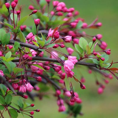 Cutting method of crabapple flower when does potted plant blossom