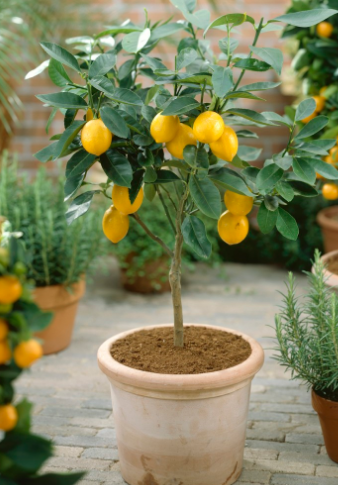 How to make kumquat bonsai? how much is the general price?