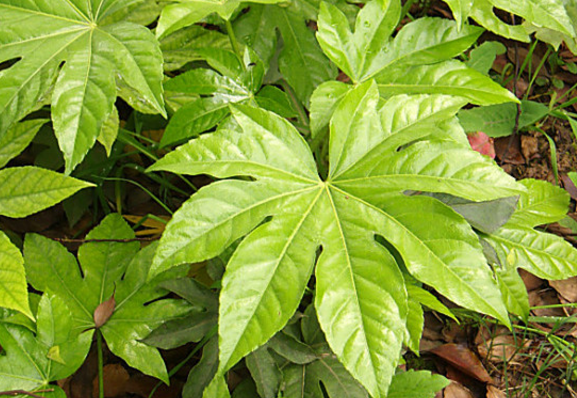 Star anise gold plate how to correct hydroponic leaf yellowing and how to return a responsibility