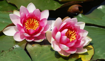 Do water lilies really sleep? how to plant them correctly?