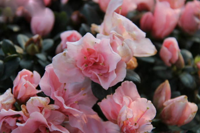 The difference between azalea cultivation methods and precautions and azalea