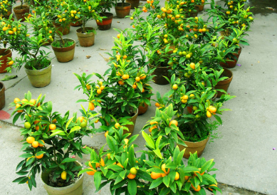 Reasons for the failure of family conservation methods of kumquat bonsai and how to do it