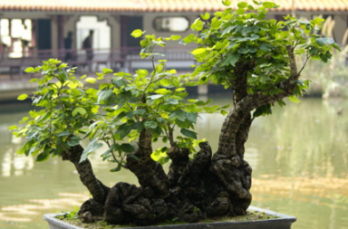 What are the culture methods and precautions of banyan bonsai? what are the reasons for losing leaves?