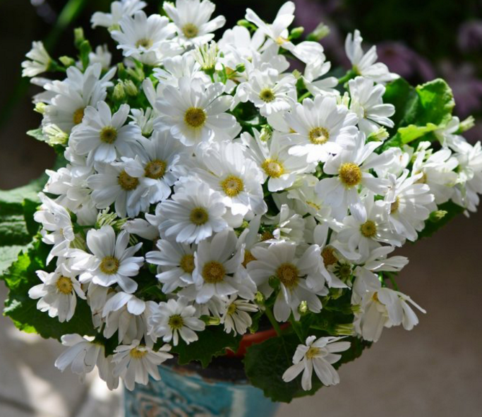 Is the reason why the melon leaf chrysanthemum is dead can only be kept for one year?