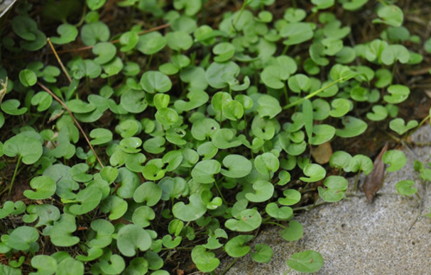 What are the effects and effects of seed planting methods of Dichondra repens?