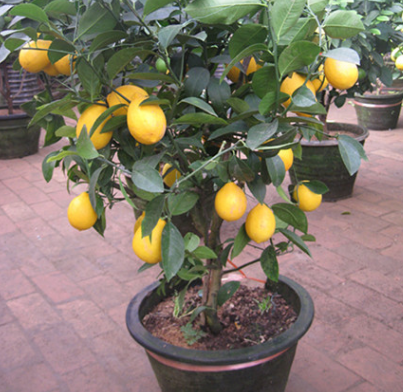 How to trim the leaves of a potted lemon tree?