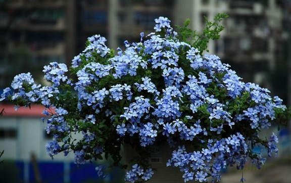 How long is the florescence of blue snowflakes?