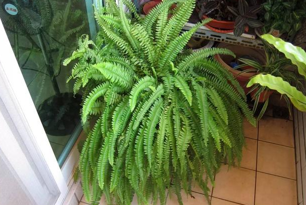 Can the vigorous growth of Boston ferns be hydroponically cultivated?