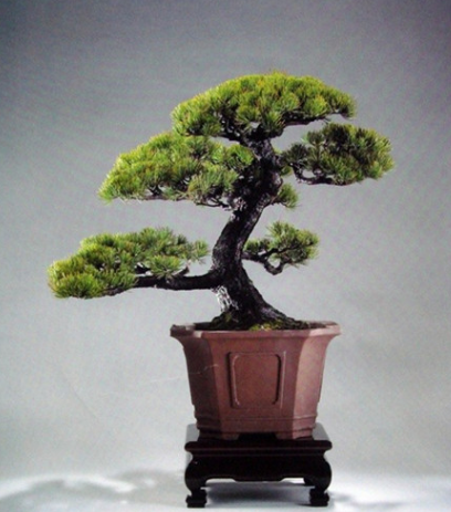 The method of making small bonsai of cedar what is the price of bonsai