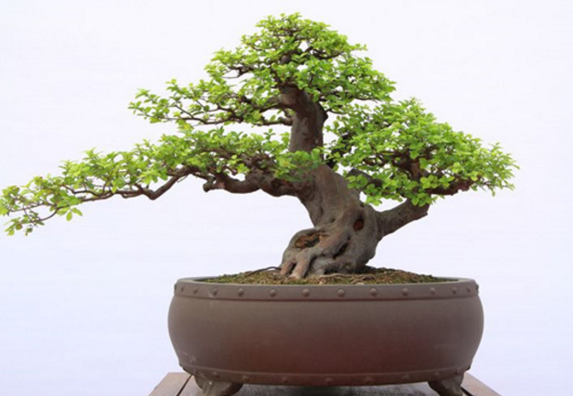 What are the common insect pests in the making methods of sparrow plum bonsai?