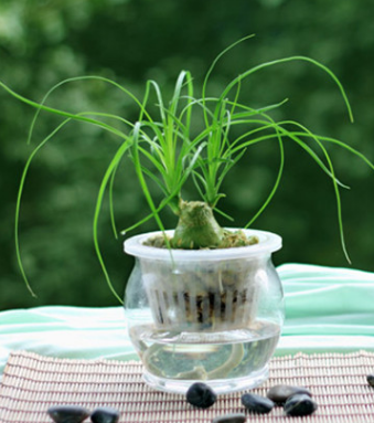 How to correct hydroponic culture of wine bottle orchid when to blossom and flower language