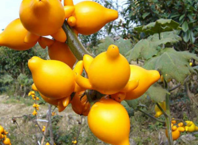 How to cultivate golden fruit and how to reproduce