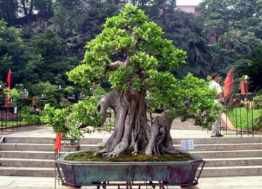 What are the four seasons conservation skills of banyan bonsai? what is the function of fengshui?