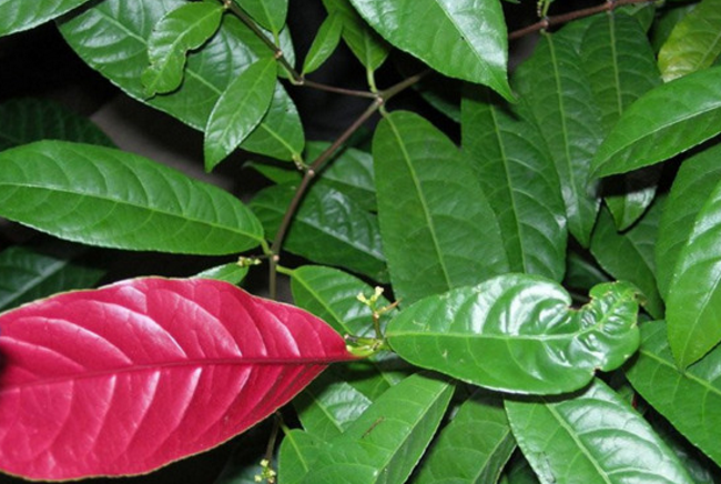 Is Red-backed Cinnamomum poisonous? grafting breeding method