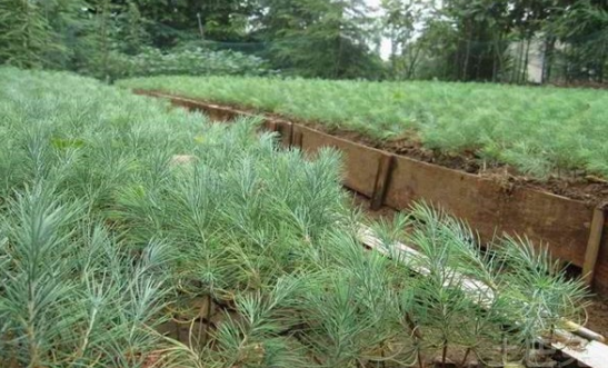 Pictures of cedar saplings and bonsai