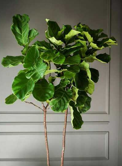 How can the cultivation methods and precautions of Qin Ye Ficus be correctly reproduced?