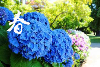 Eight Immortals Hydrangea four seasons Management maintenance cut Flowers how to keep fresh