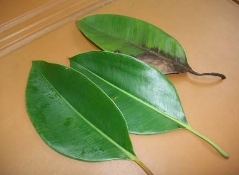 How do rubber trees propagate with leaves what is the cutting temperature?