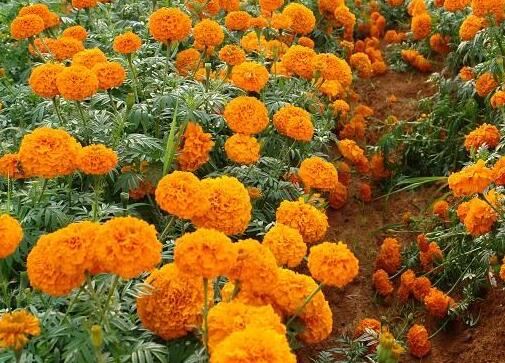 Sharing of planting methods and points for attention of marigold