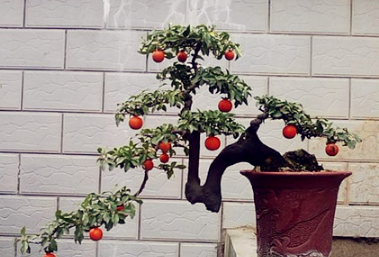 Propagation, cultivation and management of bonsai with rare hanging fruit and golden marbles